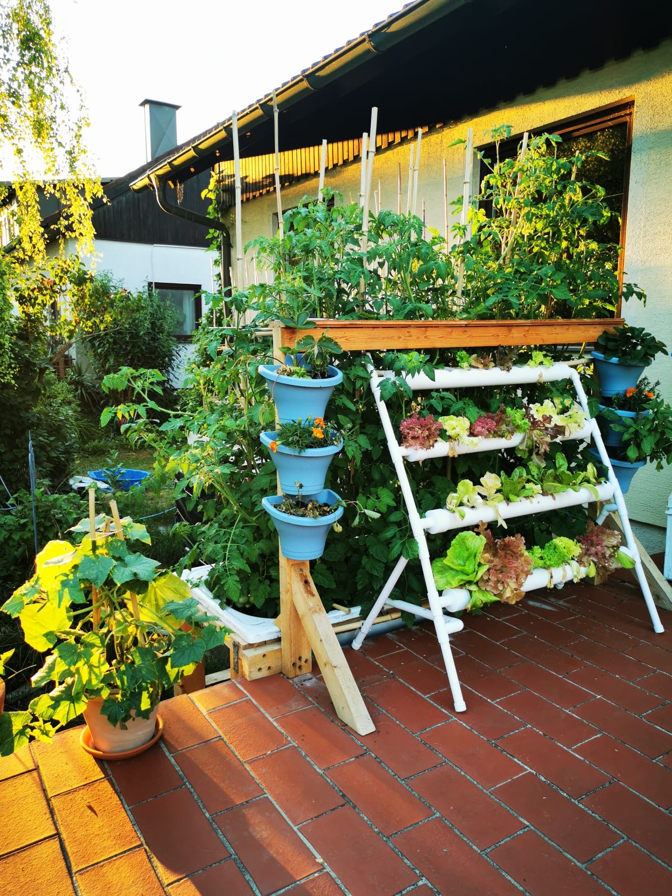 Beratung für Aquaponics: Produktion von Fisch und Pflanzen Eigenanbau
