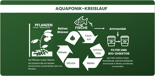 Aquaponics Kreislauf